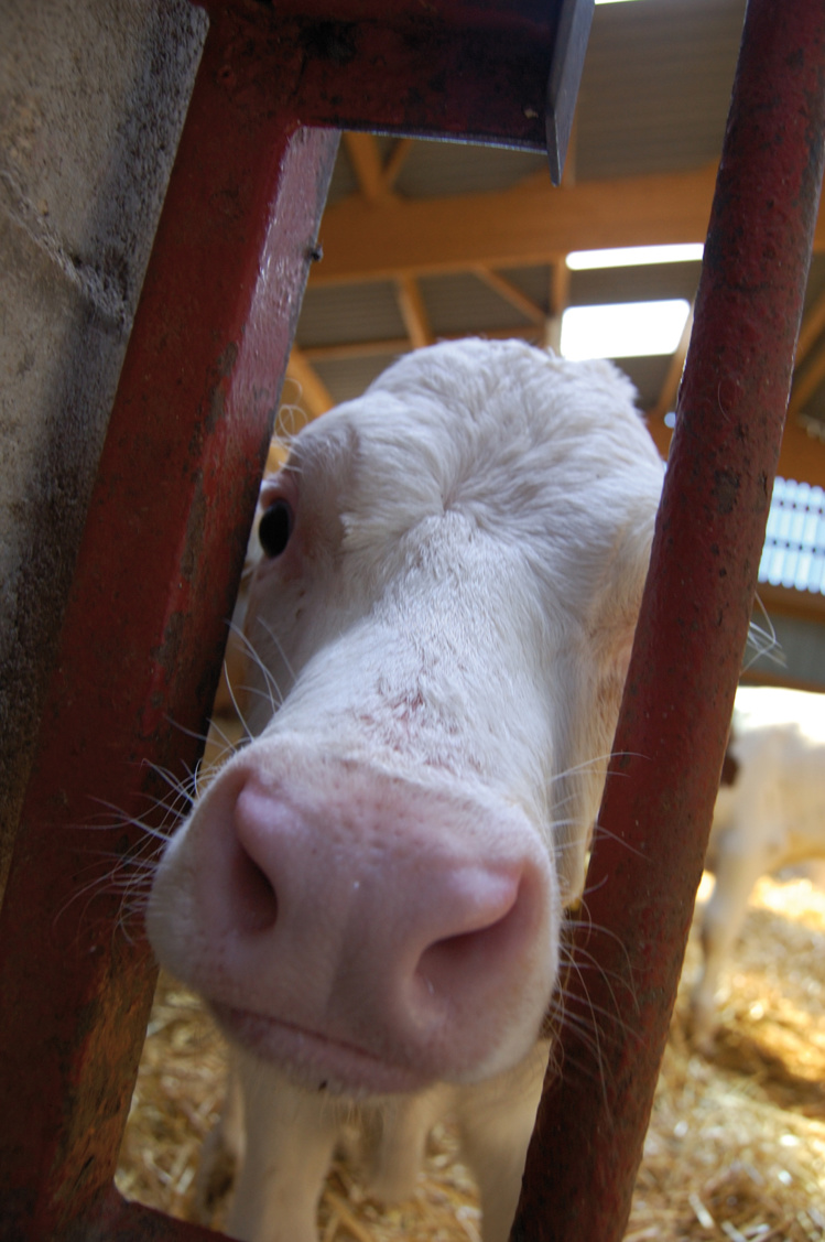 Emotivo encuentro con las vacas de un cercado Emotivo encuentro con las vacas de un cercado