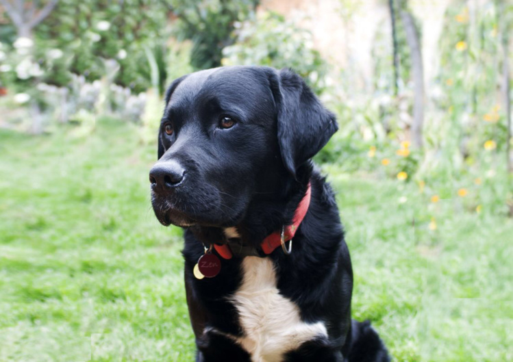 Gracias, Zen Gracias, Zen