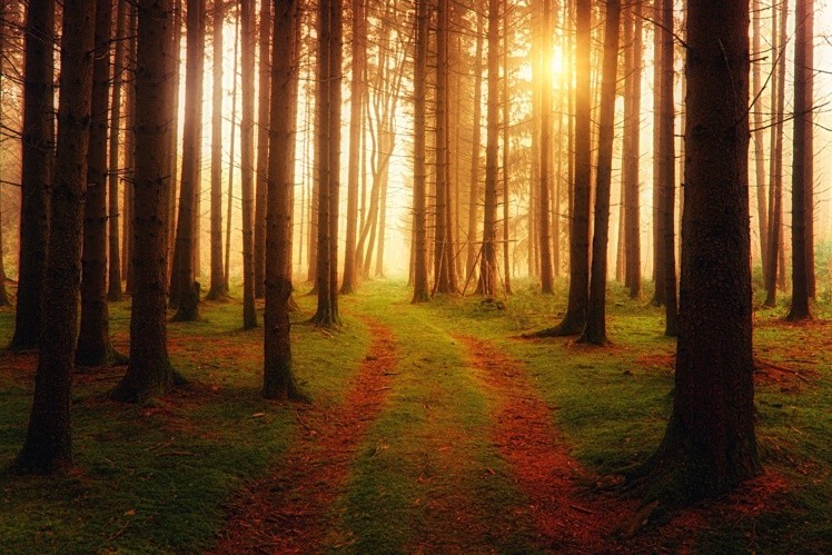 Imagen de Johannes Plenio en Pixabay