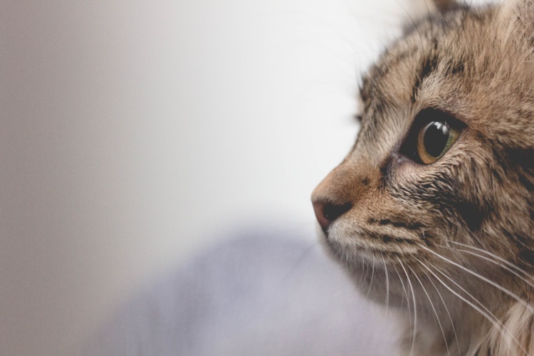 Photo by Borna Bevanda on Unsplash