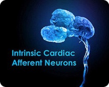 El pequeño cerebro del corazón El pequeño cerebro del corazón