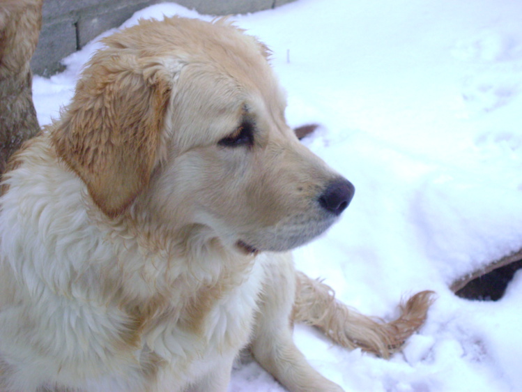 Compañeros de viaje Compañeros de viaje