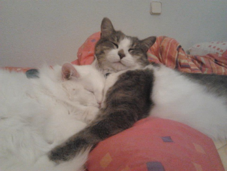 Compañeros de viaje Compañeros de viaje