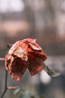 Photo by Marcus Ganahl on Unsplash