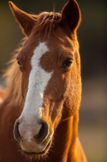 Photo by Pieter van Noorden on Unsplash