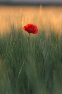 Photo by Quaritsch Photography on Unsplash