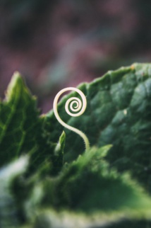 Foto de Bogomil Mihaylov en Unsplash