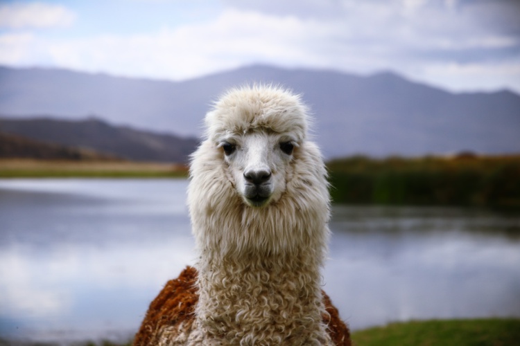 Foto de Paul Lequay en Unsplash