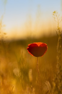 Foto de Moritz Knöringer en Unsplash