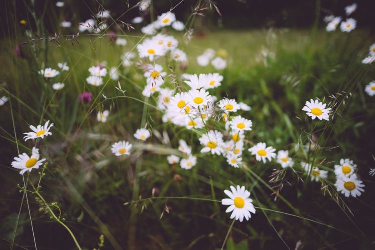 Foto de Niklas Veenhuis en Unsplash Foto de Niklas Veenhuis en Unsplash