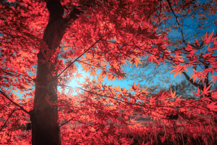 Foto de S. Tsuchiya en Unsplash