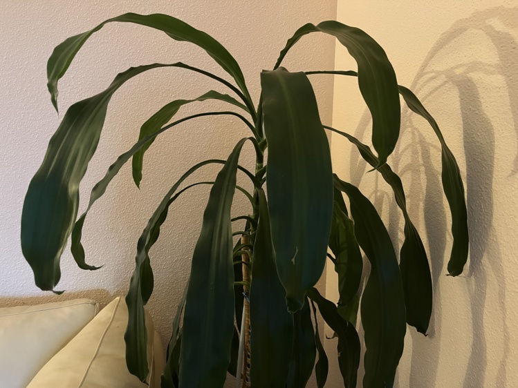 La historia de un tronco de Brasil La historia de un tronco de Brasil