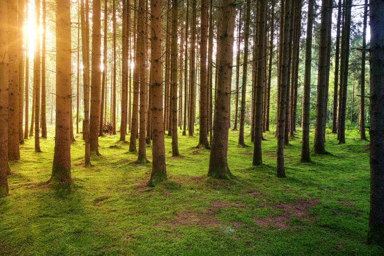 Foto de Johannes Plenio en Unsplash