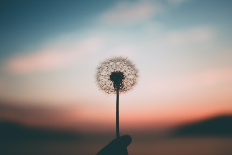 Foto de Aleksandr Ledogorov en Unsplash Foto de Aleksandr Ledogorov en Unsplash