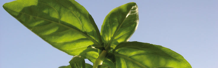 Cielo, Agua, Tierra, plantas y sus virtudes