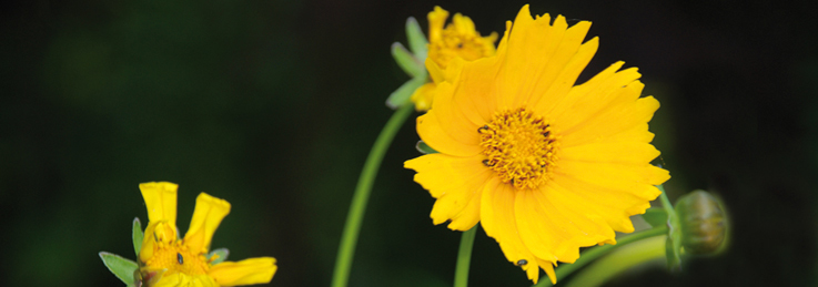 freeimages.com freeimages.com