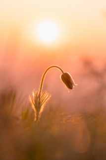 Foto de Daniel Mirlea en Unsplash