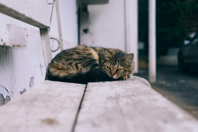 Foto de Javid Bunyadzade en Unsplash