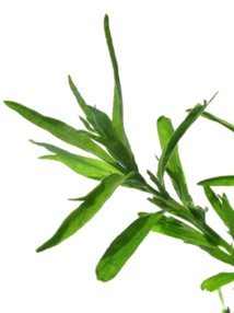 freeimages.com freeimages.com