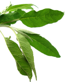 freeimages.com