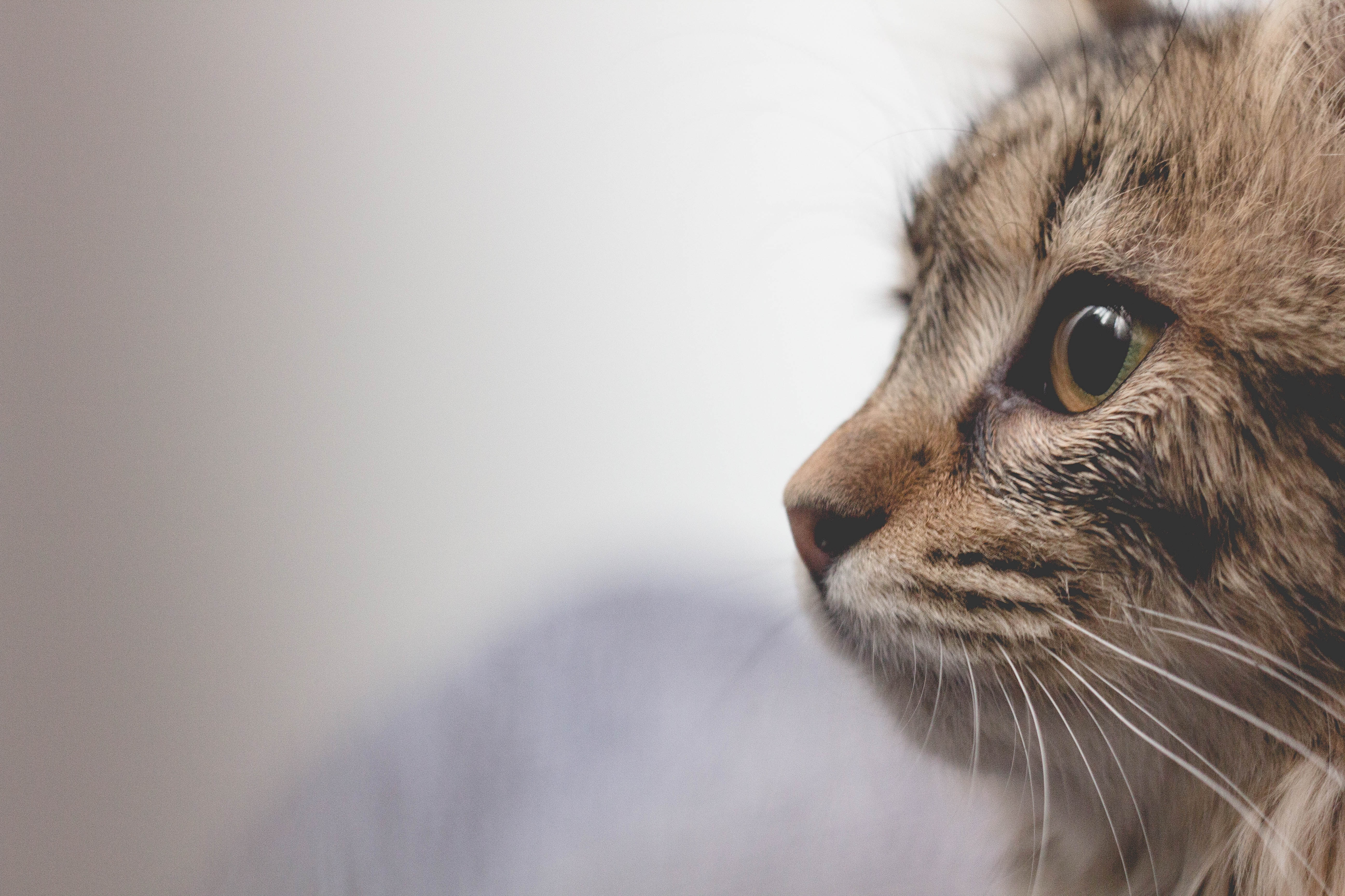 Photo by Borna Bevanda on Unsplash