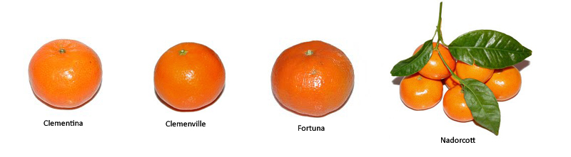 Mandarina, la vitamina que se pela bien