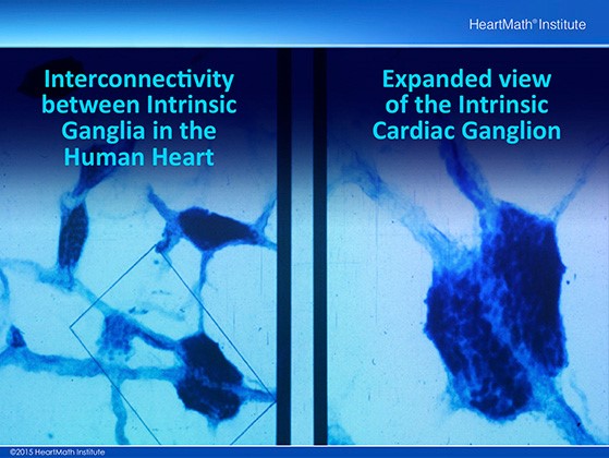 El pequeño cerebro del corazón