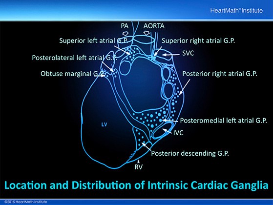 El pequeño cerebro del corazón