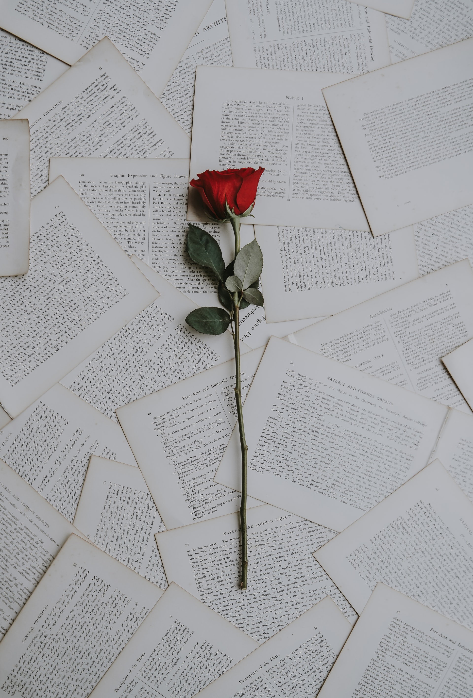 Photo by Annie Spratt on Unsplash