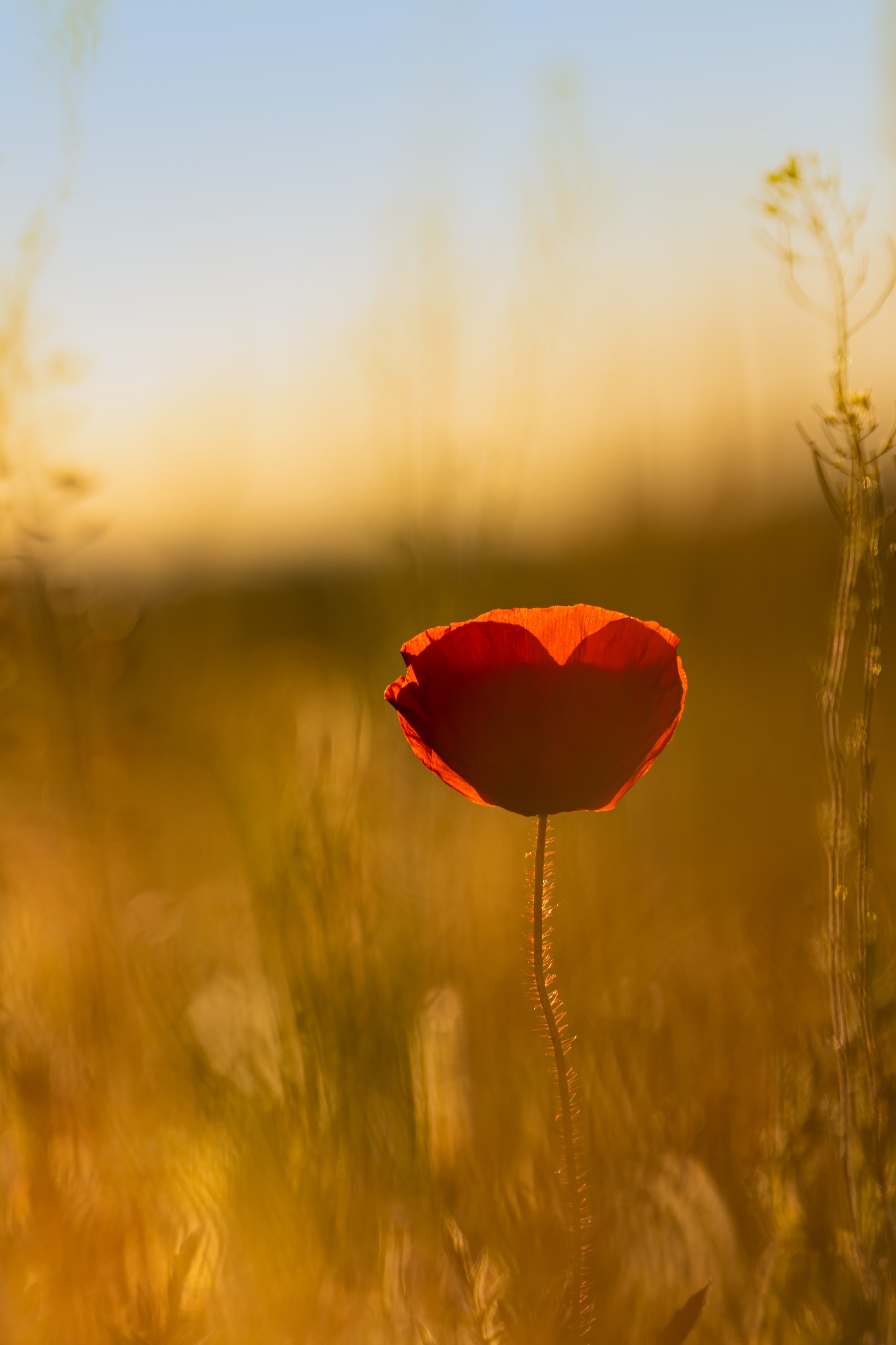 Foto de Moritz Knöringer en Unsplash