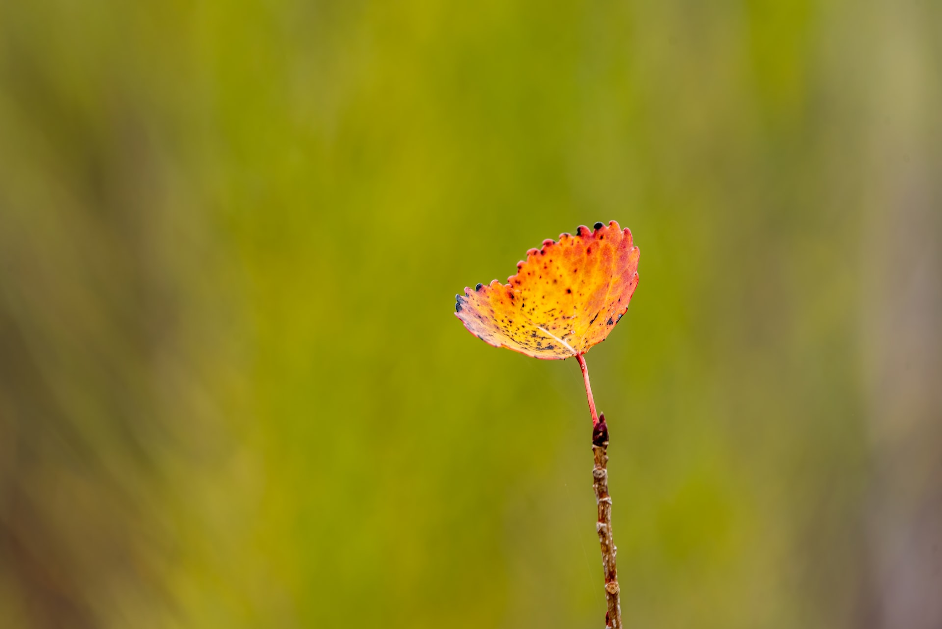 Foto de Trac Vu en Unsplash
