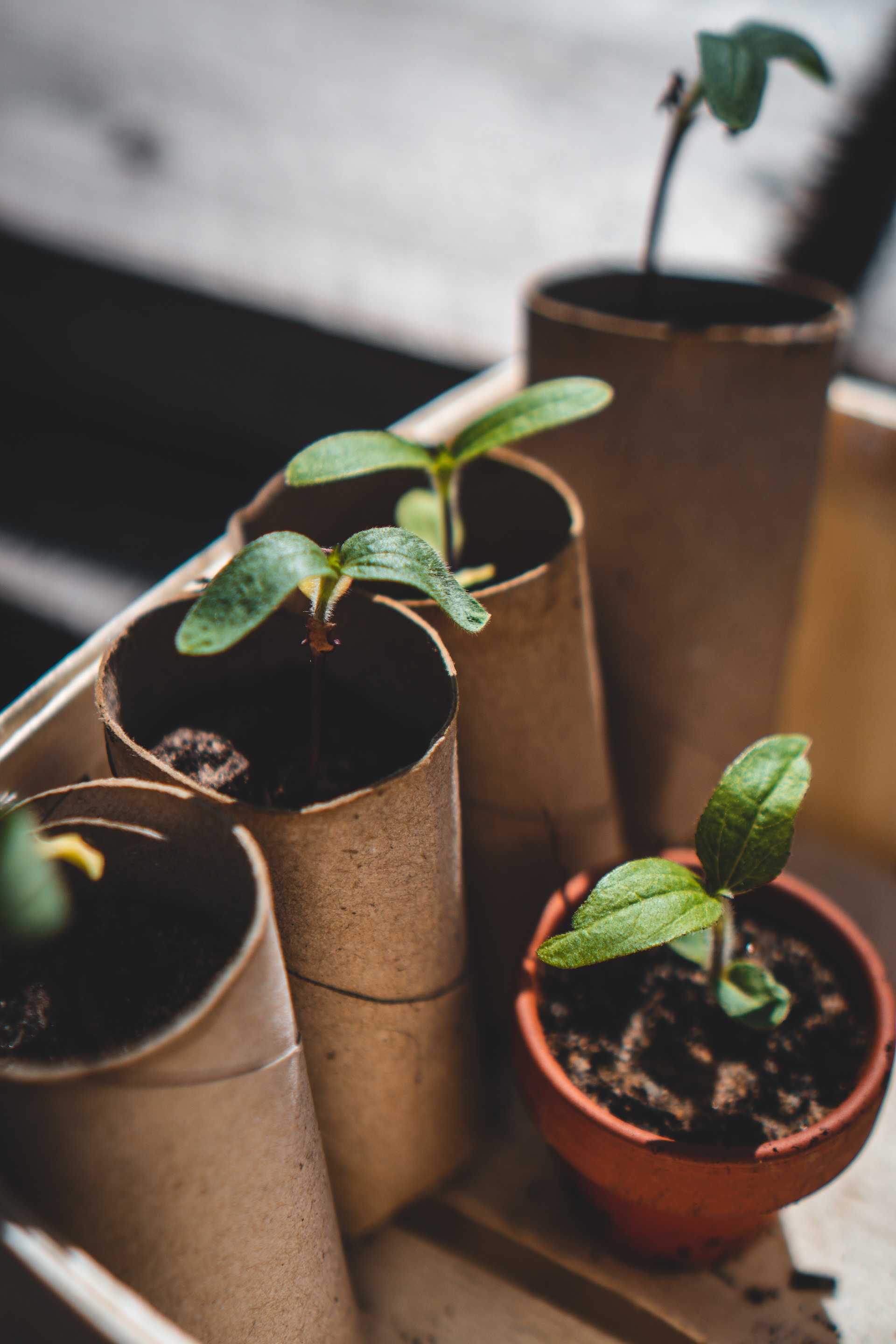 Foto de Jonathan Kemper en Unsplash
