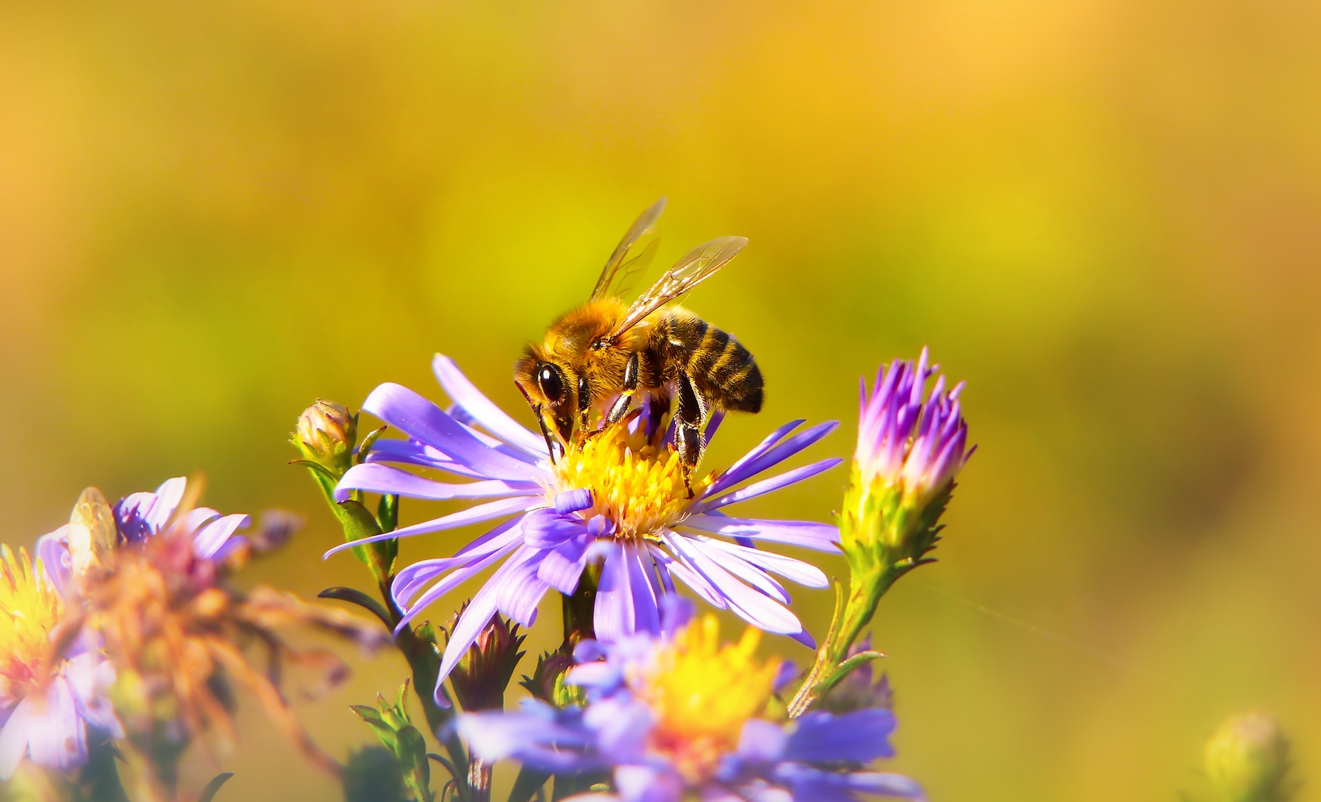 Foto de Krzysztof Niewolny en Unsplash