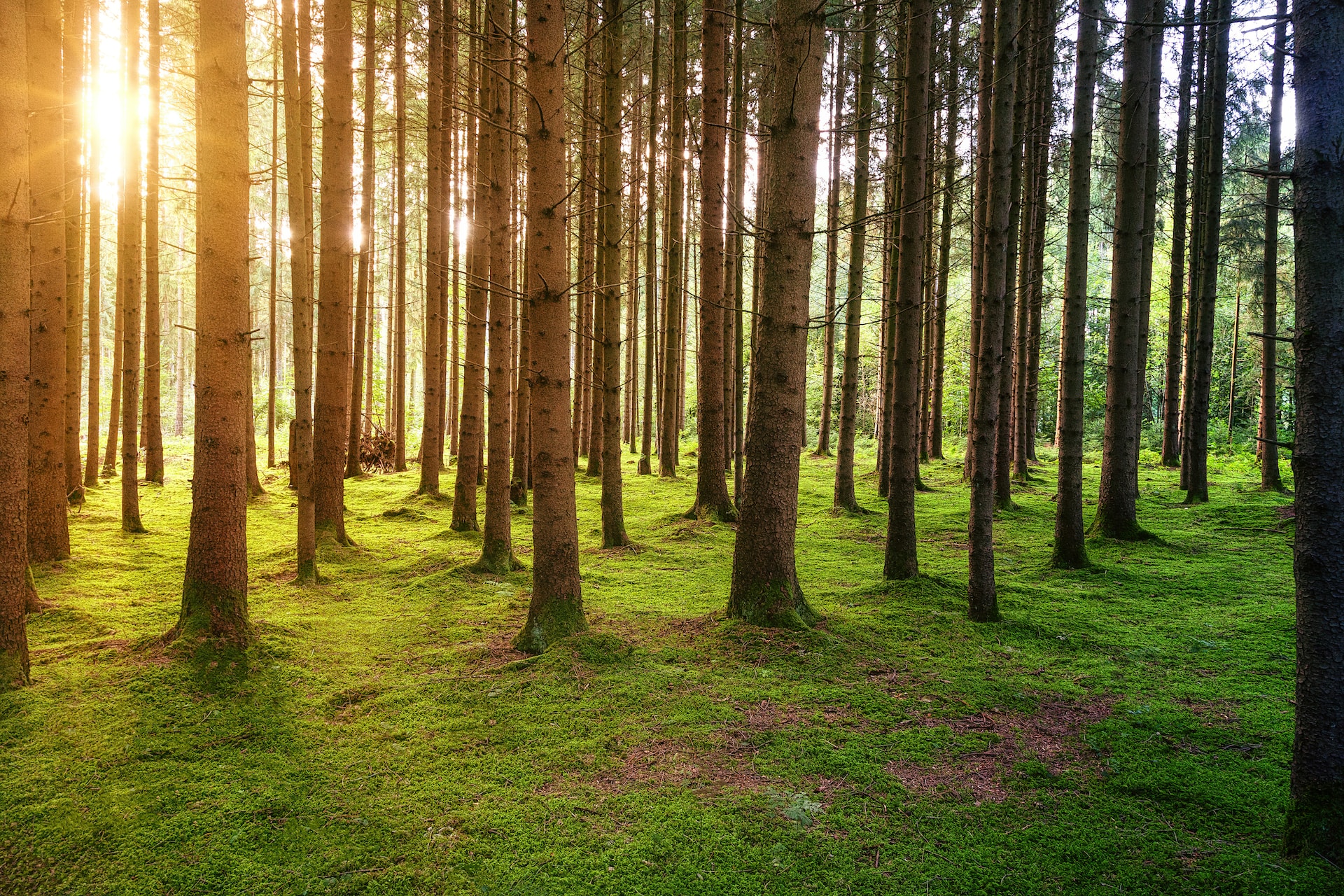 Foto de Johannes Plenio en Unsplash