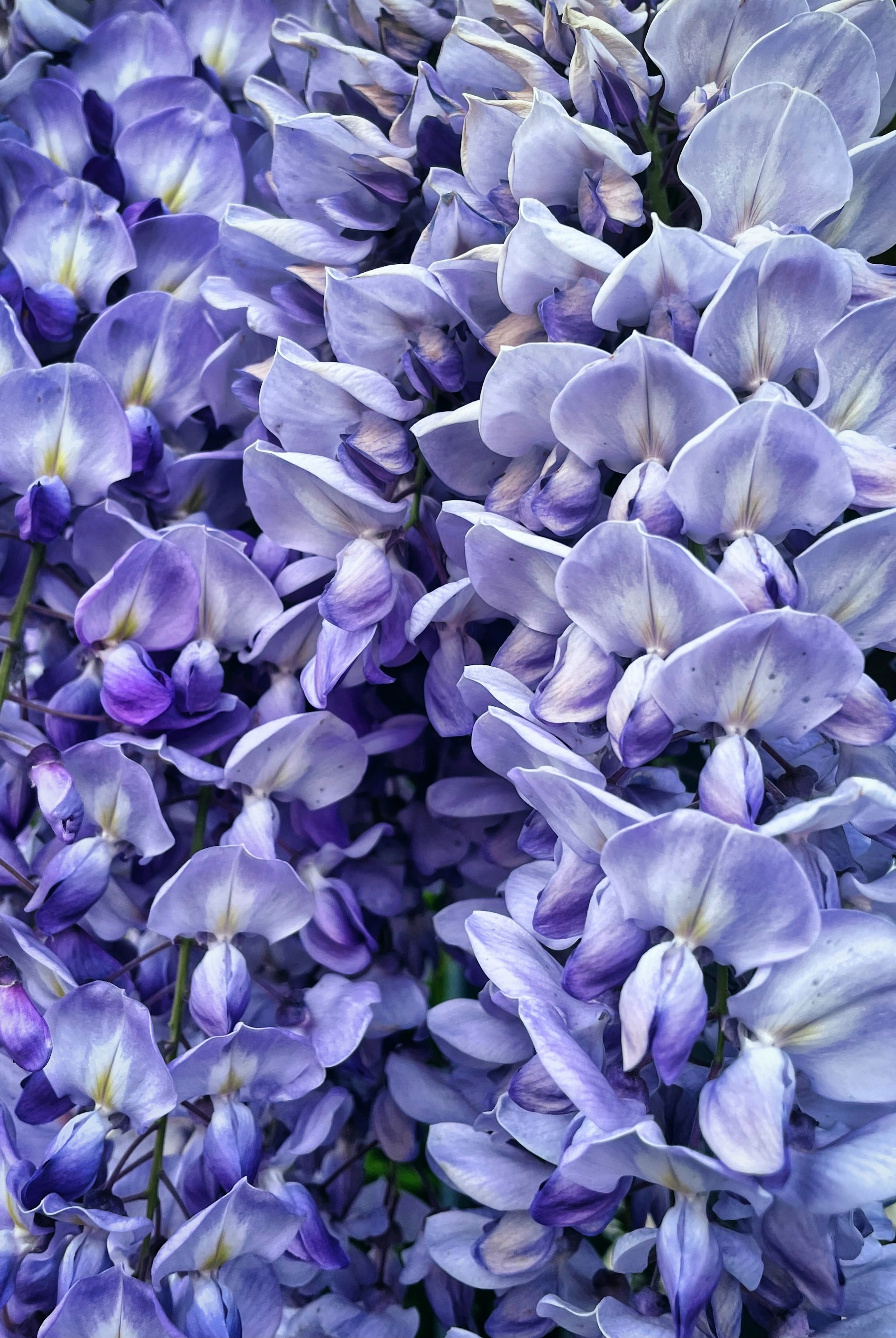Foto de Melih Gönenli en Unsplash
