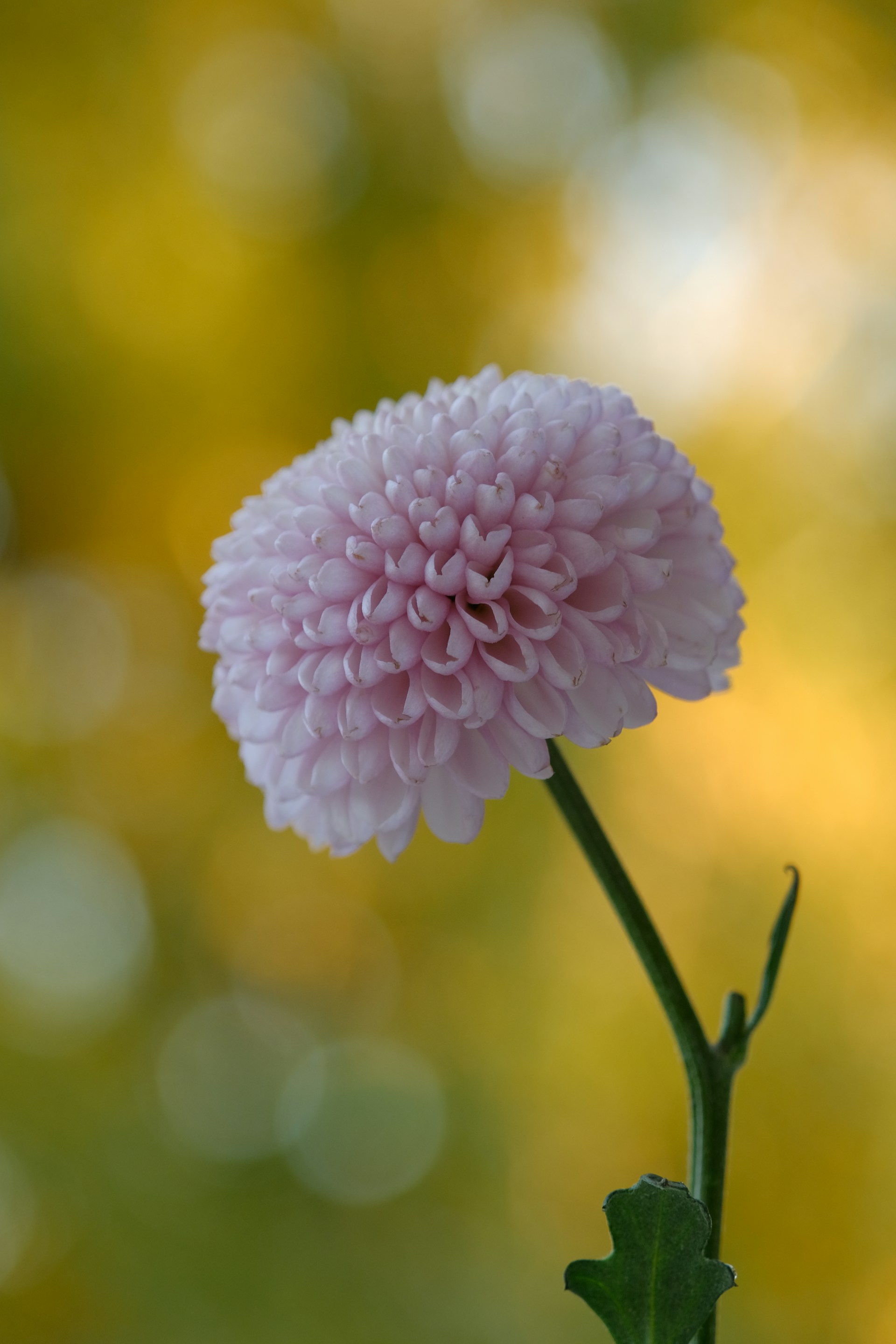 Foto de József Szabó en Unsplash