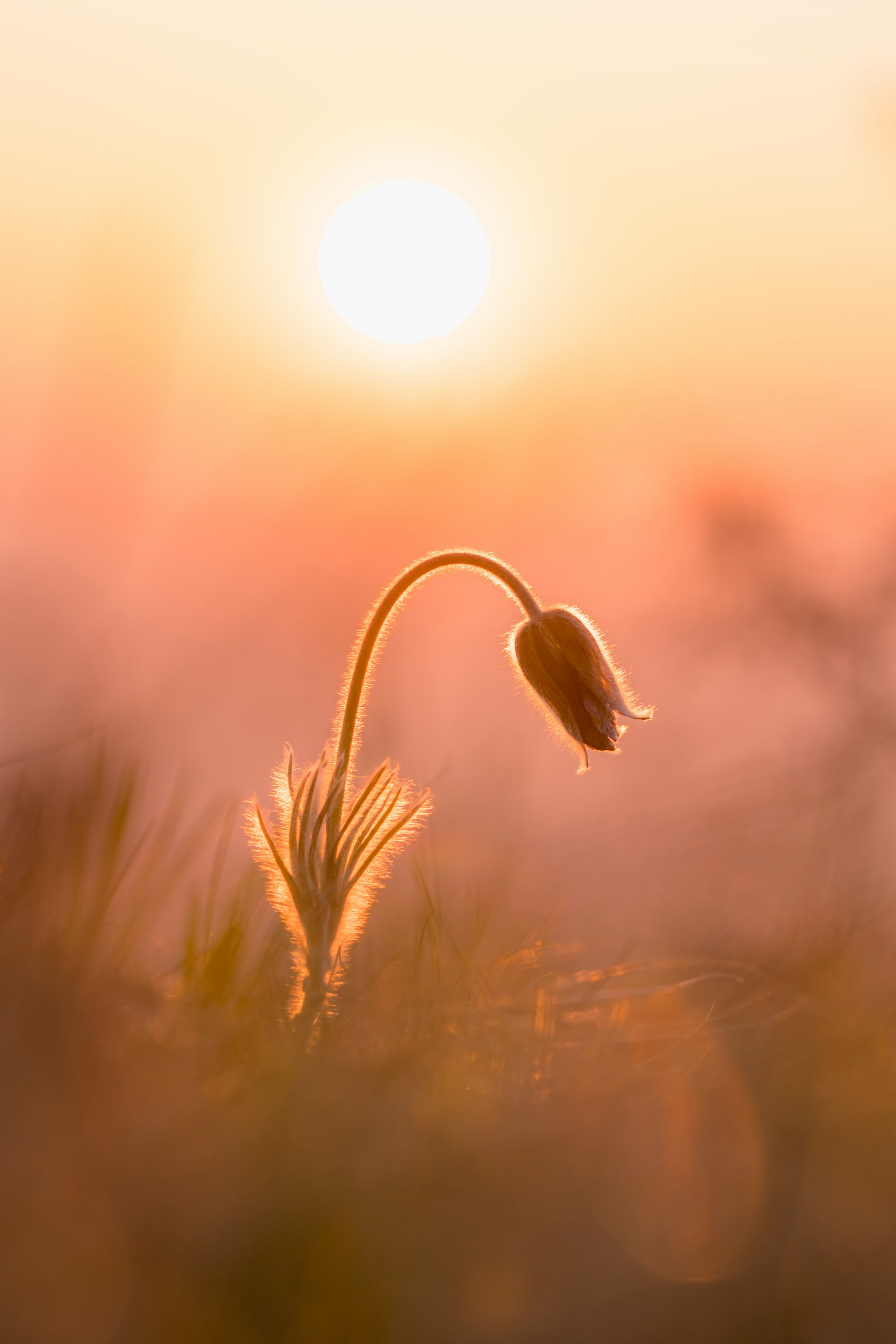 Foto de Daniel Mirlea en Unsplash