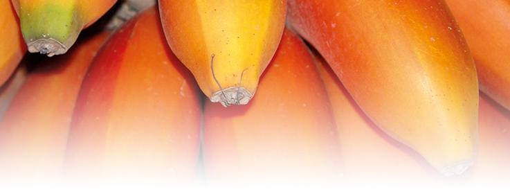 freeimages.com freeimages.com