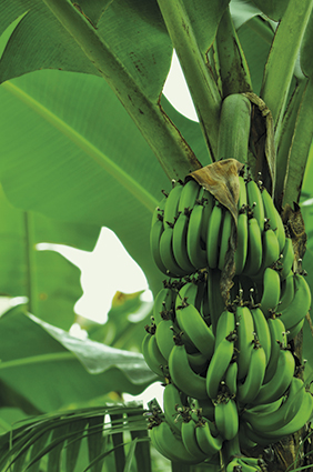 freeimages.com freeimages.com