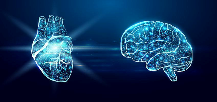 Explorando el pequeño cerebro en el corazón: Un viaje a la comunicación corazón-cerebro