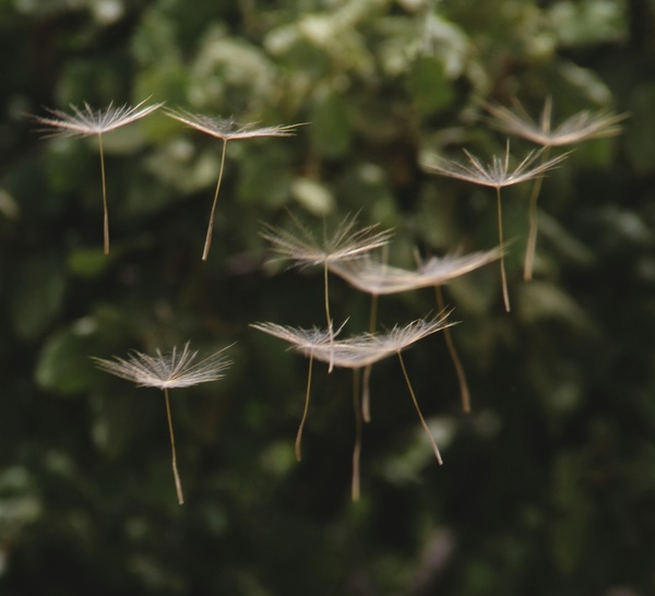 La ignorancia como semilla de la mediocridad