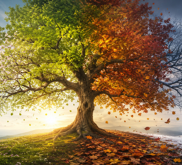 Las hojas hablan cuando el árbol respira