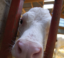 Emotivo encuentro con las vacas de un cercado