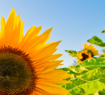 ¿Por qué se puede curar con la luz? ¿Por qué se puede curar con la luz?