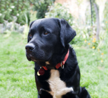 Gracias, Zen Gracias, Zen