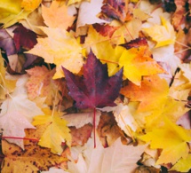La Depuración de Otoño