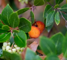 Madroño: El famoso desconocido Madroño: El famoso desconocido