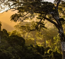 Los ciclos biológicos y su valor terapéutico Los ciclos biológicos y su valor terapéutico