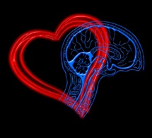 El pequeño cerebro del corazón