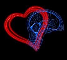 El pequeño cerebro del corazón